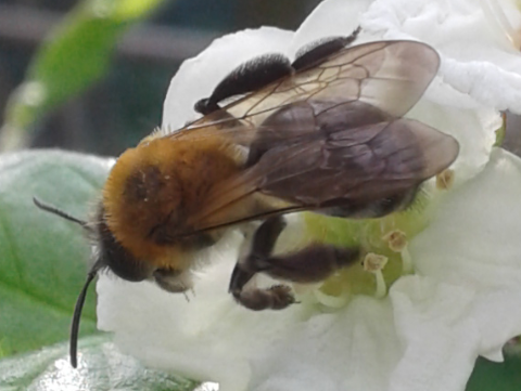 Apoidea : Andrena thoracica?